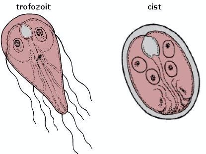 Giardia - paraziti intestinali