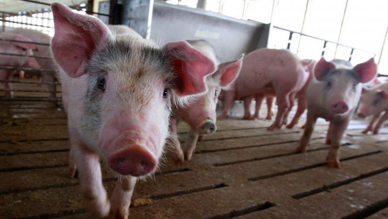 80% din carnea de porc din galantare va fi din importuri în această perioadă, din cauza pestei porcine