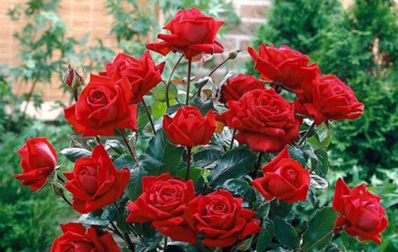 Amendă, amendă, dar cui nu-i plac trandafirii? Ce a făcut un bărbat pentru iubita lui la Botoșani