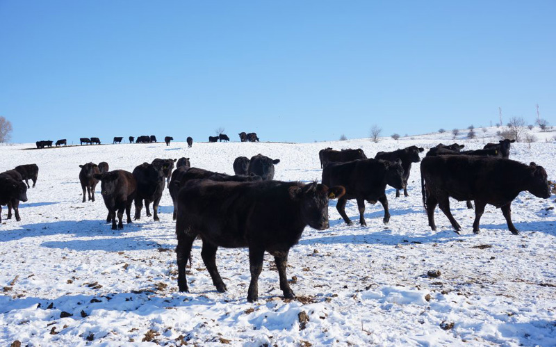 ANSVSA, recomandări pentru agricultori pentru protejarea animalelor în perioadele cu temperaturi foarte scăzute