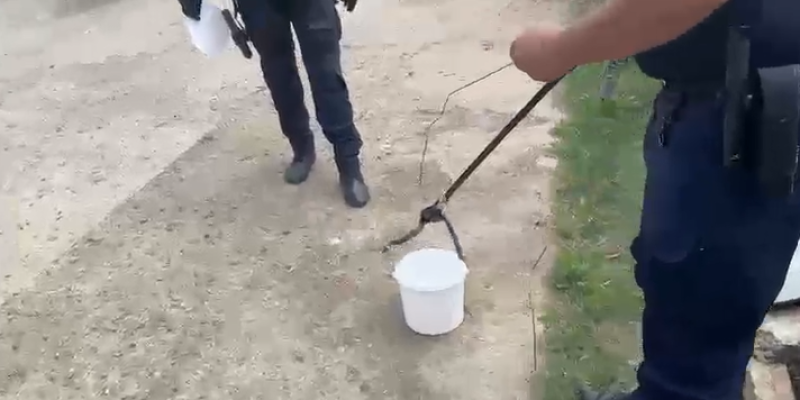Apel la 112! Jandarmii din Botoșani au fost solicitați, în aceeași zi, să prindă doi șerpi!
