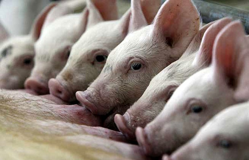 APIA Botoșani primește cereri de acordare a ajutorului de stat pentru susținerea activității crescătorilor din sectorul creșterii porcinelor pe timpul crizei economice 