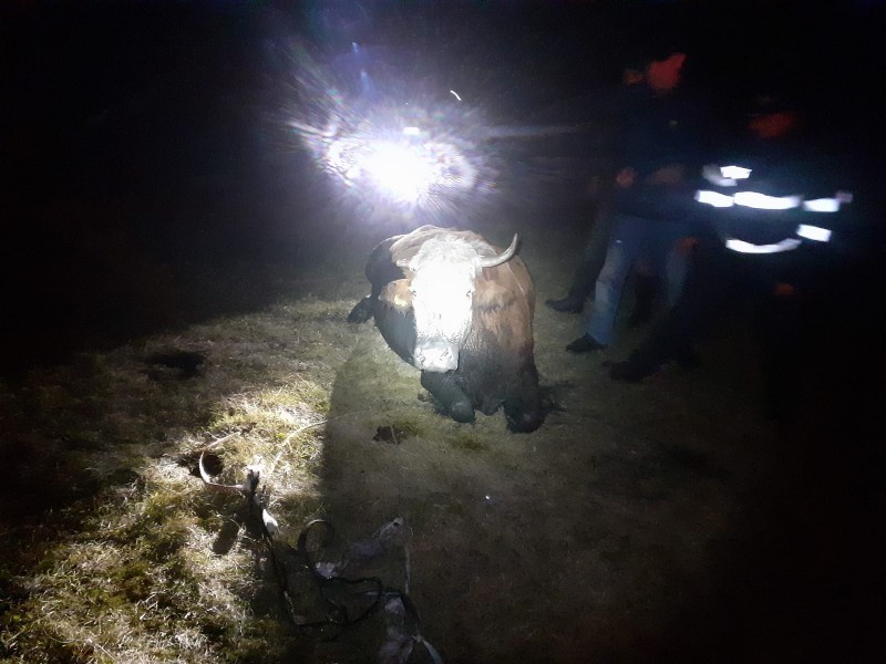 Bovină captivă într-o mlaștină, salvată de pompierii din Săveni
