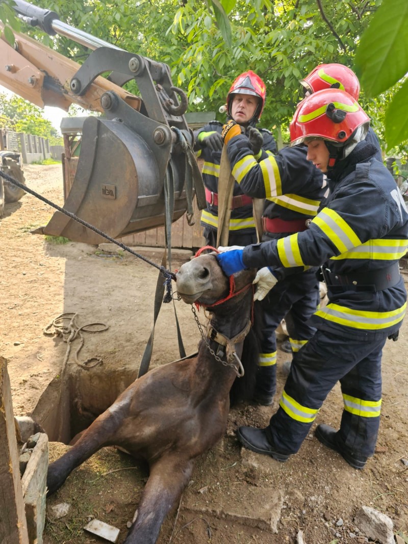 Cal salvat de pompieri dintr-o groapă 