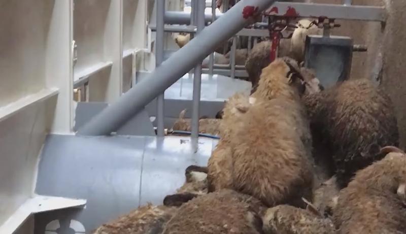 Ce s-a întâmplat cu oile salvate de pe nava răsturnată în Portul Midia. Imagini teribile din timpul intervenției: „Îngrozitor. Nici iadul nu ajunge la ce e acolo”