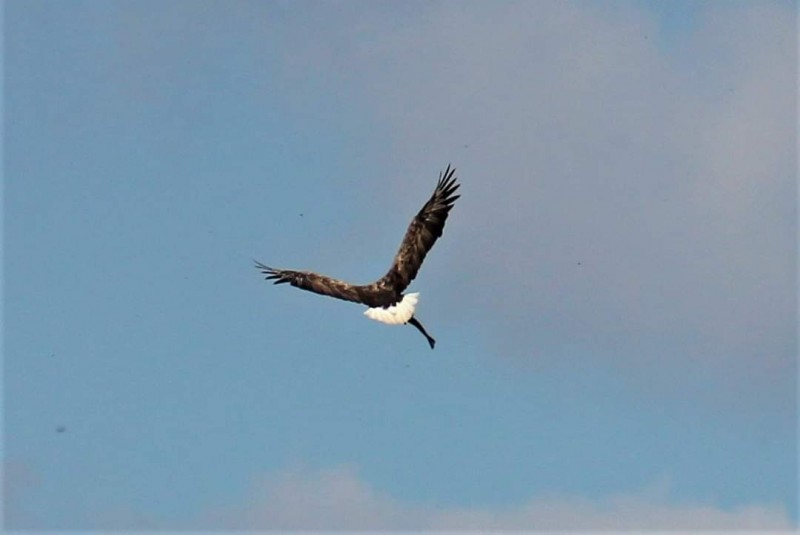 Cea mai mare specie de pasăre răpitoare surprinsă pe Lacul Stânca-Costești