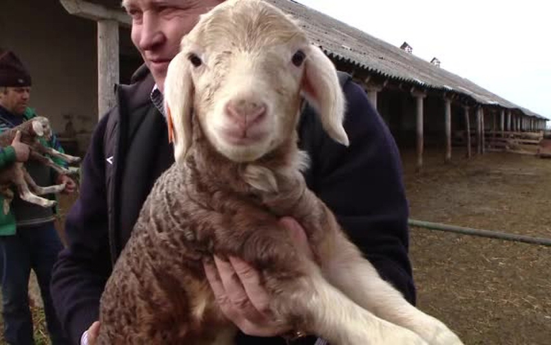 Crescătorii de ovine din toată Moldova se întâlnesc în acest weekend la Botoșani