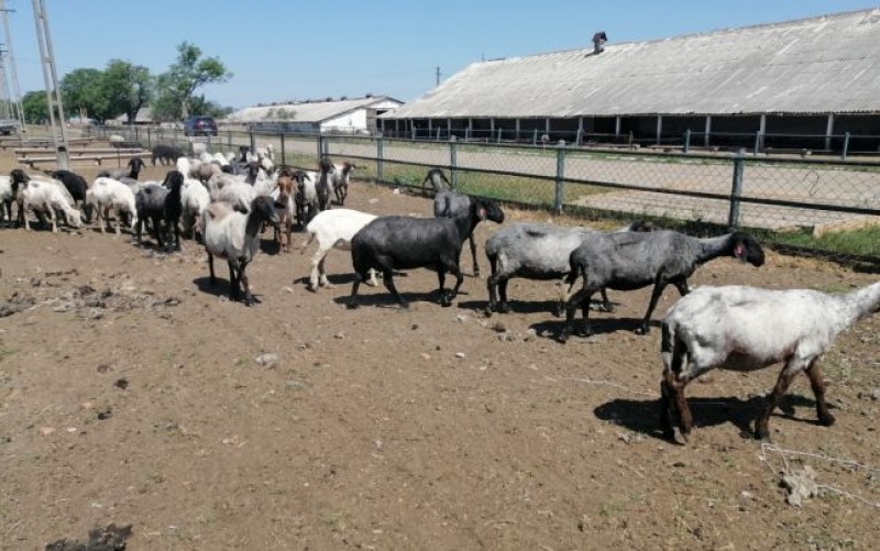 Criză de ciobani în nordul Moldovei. Fermierii aduc oieri din Bangladesh