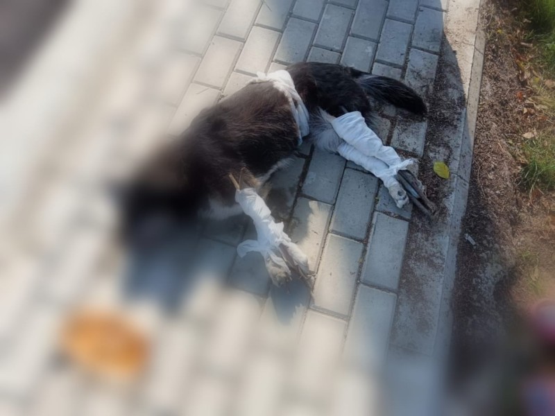 Cronica unui accident cu autor (ne)cunoscut. „Am auzit din curte scrâșnetul roților” (Foto)