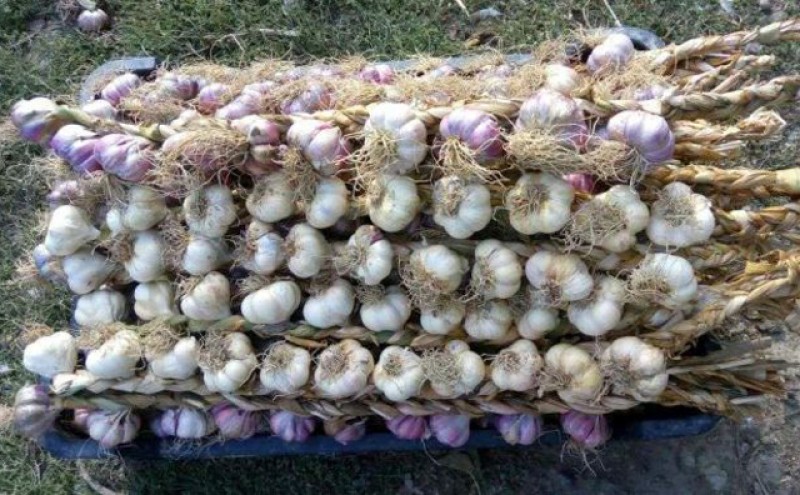 Cultivatorii de usturoi vor primi în acest an o subvenție de 3000 de euro pe hectar