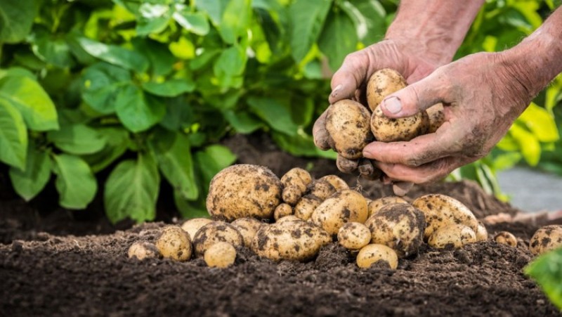DAJ anunță că fermierii pot depune cererile de ajutor pentru culturile de cartofi 
