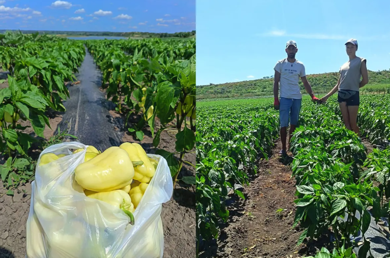 De la ecuații la legume cu gust autentic - o afacere de familie crescută cu răbdare și pasiune în inima Botoșaniului!