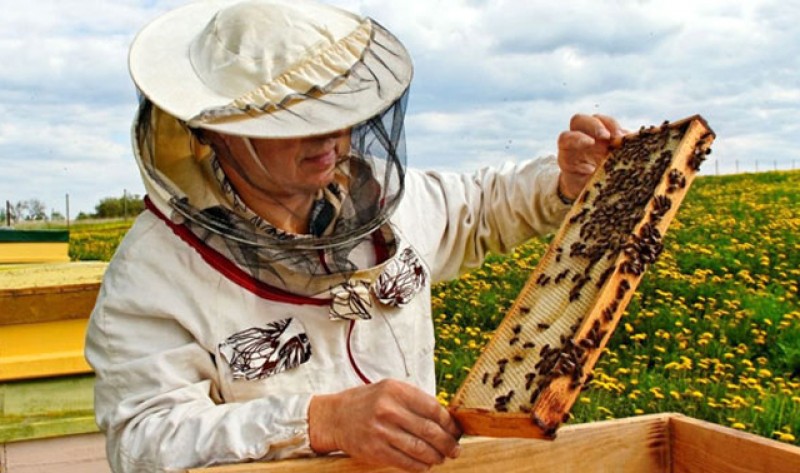 De mâine, Direcțiile Agricole Județene pot începe plata ajutorului de minimis către apicultori