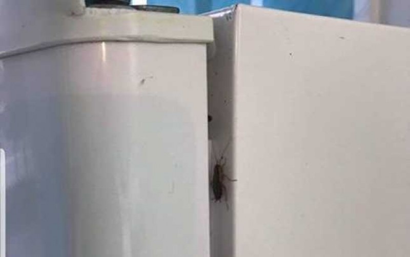 Film realizat în Botoșani, marca ANPC: Un gândac se plimba liniștit pe ușa unui frigider, inspectorii au rămas stupefiați când l-au deschis (VIDEO)