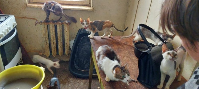 (Foto) Focar de infecție într-un apartament din Botoșani: 18 pisici și 5 câini descoperiți de medicii veterinari și Poliția Animalelor