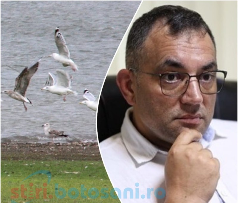 FOTO, VIDEO „Refugiații de război” cu aripi: Prima stație la Botoșani!