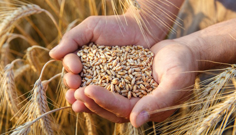 Grânarul Europei ajuns să importe grâu şi porumb de 542 de milioane de euro