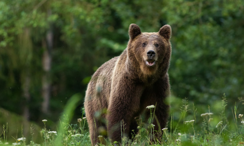 În ultima lună au fost văzuți doi urși în comunele din nordul județului Botoșani - VIDEO