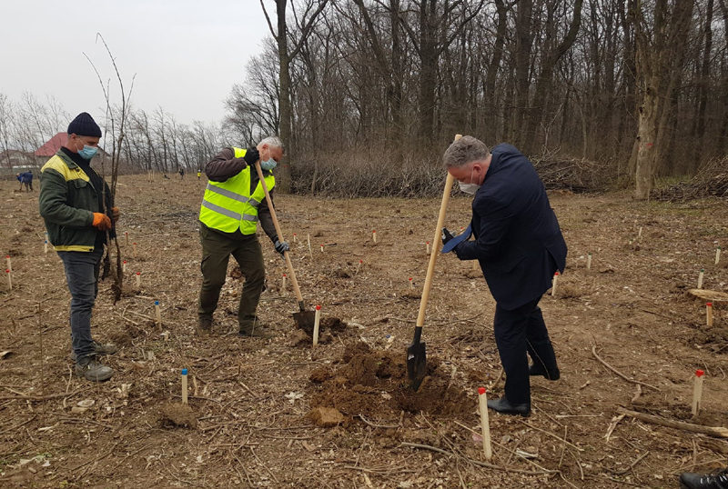 La Botoșani a debutat astăzi campania ”Luna plantării arborilor”