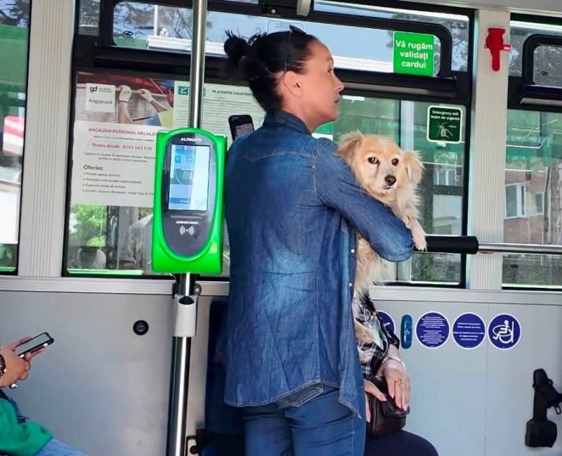 La Suceava: Proprietarii de animale pot circula cu acestea în mijloacele de transport în comun!