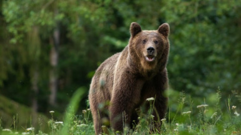 Legea care permite împușcarea urșilor, adoptată. Tanczos Barna: „Asigurăm protecția speciilor, dar protejarea oamenilor e prioritatea noastră"
