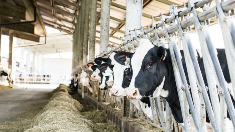 Legea prin care crescătorii de vaci primesc ajutor de la stat a fost promulgată. Cele cinci condiții care trebuie îndeplinite