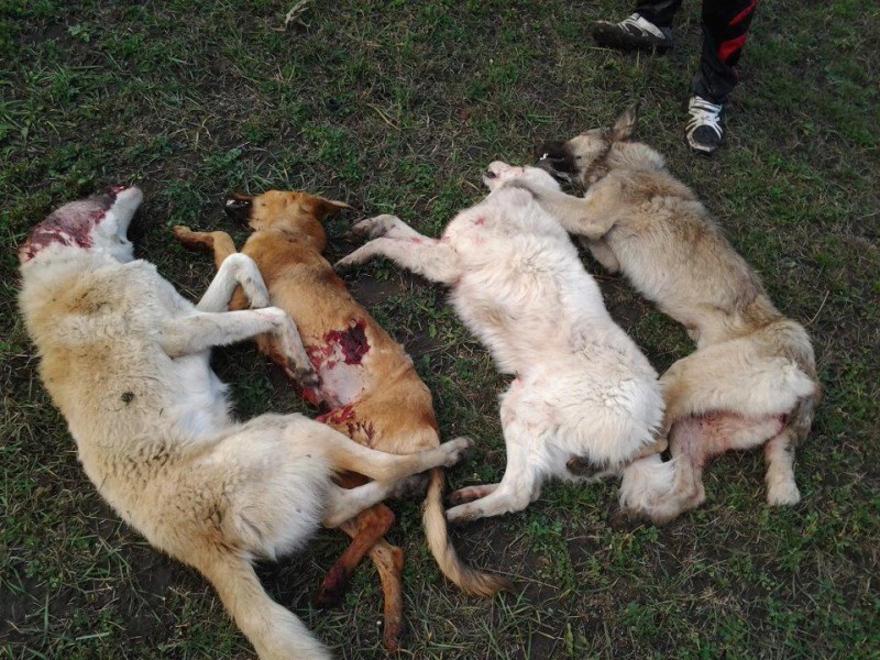 MASACRU: Zeci de caini impuscati in Cordareni, Vorniceni si Havarna!