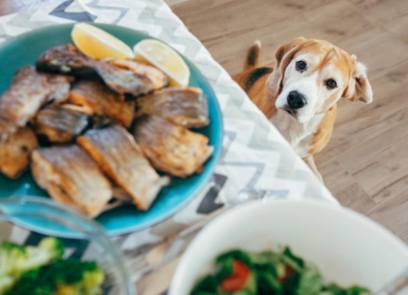 (P) Hrană de pește pentru câini și pisici - cele mai bune alimente de pe piață