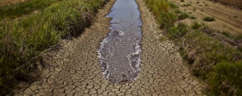 Pârâul Miletin a secat, iar fermierii din Flămânzi au probleme cu adăparea animalelor