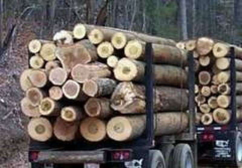 Evaziune fiscală din afaceri cu lemne, descoperită la o firmă din Botoșani!