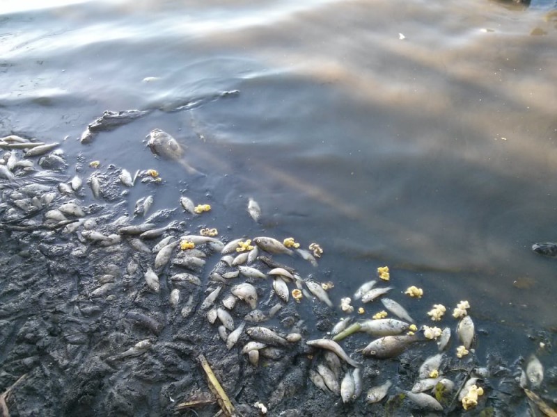 Poluare pe râul Suceava. Pești morți pe un tronson de 3 kilometri