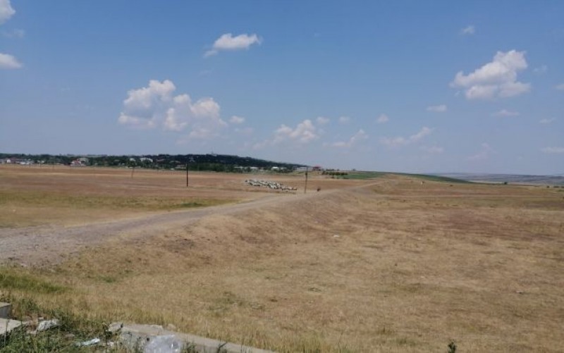 Polul secetei din Botoșani. Locul unde culturile au fost distruse aproape în totalitate 