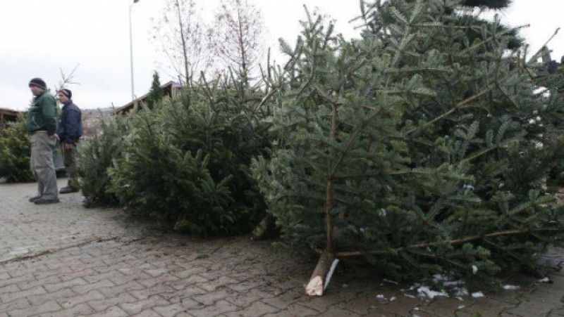 Pomi de Crăciun și transporturi de lemne, în vizorul polițiștilor. Zeci de amenzi aplicate