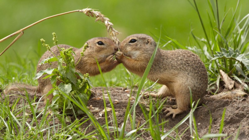 Popândăii de la Albești „blochează” realizarea unei conducte de gaz! (Video)