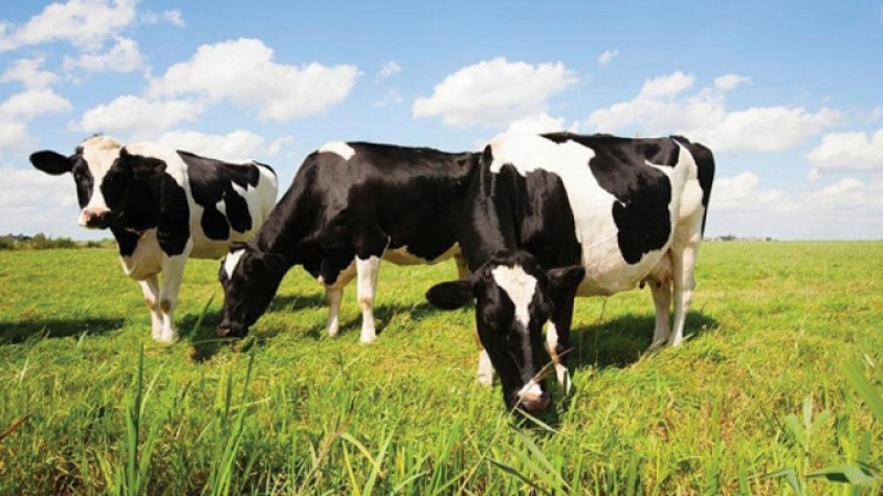 Povestea laptelui de la Săveni cu cel mai bun și aromat gust din România. “Vacile au pășuni cu plante medicinale. Nicăieri nu se mai găseşte lapte de ăsta”.