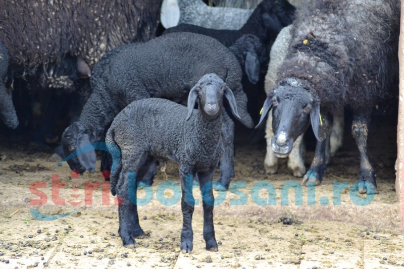 Programul de minimis pentru lână atrage tot mai mulţi crescători de ovine botoşăneni