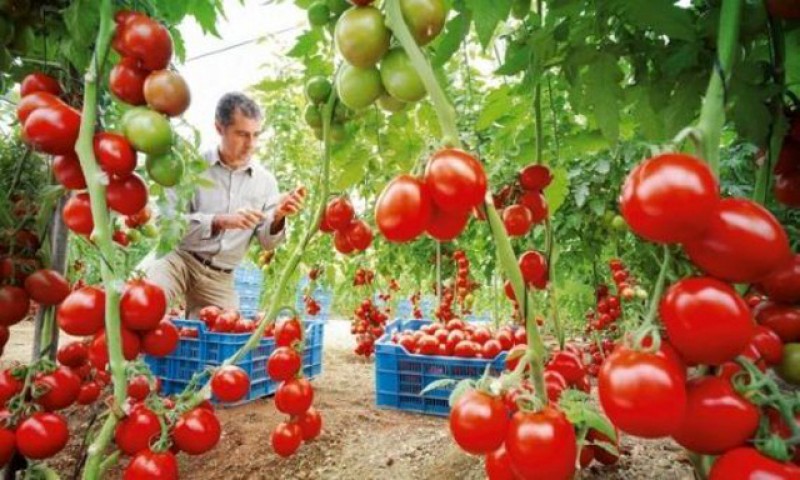 Programul „Tomata” se extinde și la alte patru legume: varză, vinete, castraveți și ardei