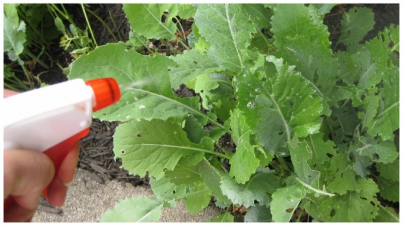 Stropiri bio pentru livadă și grădină: Cum folosim usturoiul ca insecticid natural!
