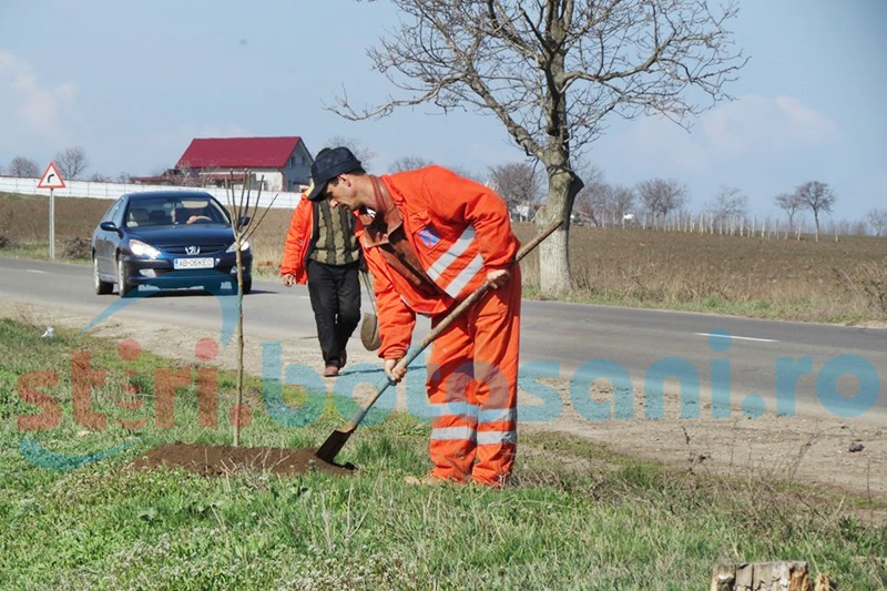 Sute de puieți vor fi plantați în mai multe zone din Botoșani, săptămâna viitoare