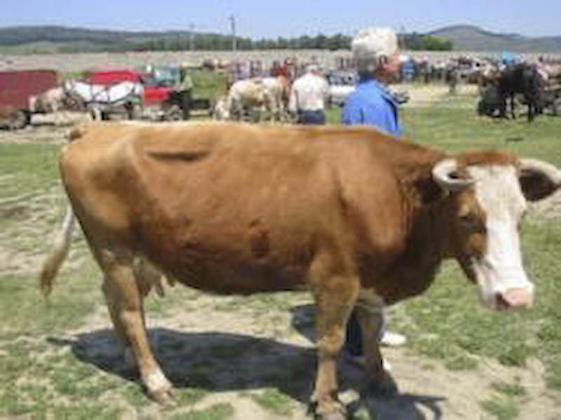 Tehnicianul veterinar din Nichiteni a contactat antraxul de la o alta bovina decat cea sacrificata saptamana trecuta! 