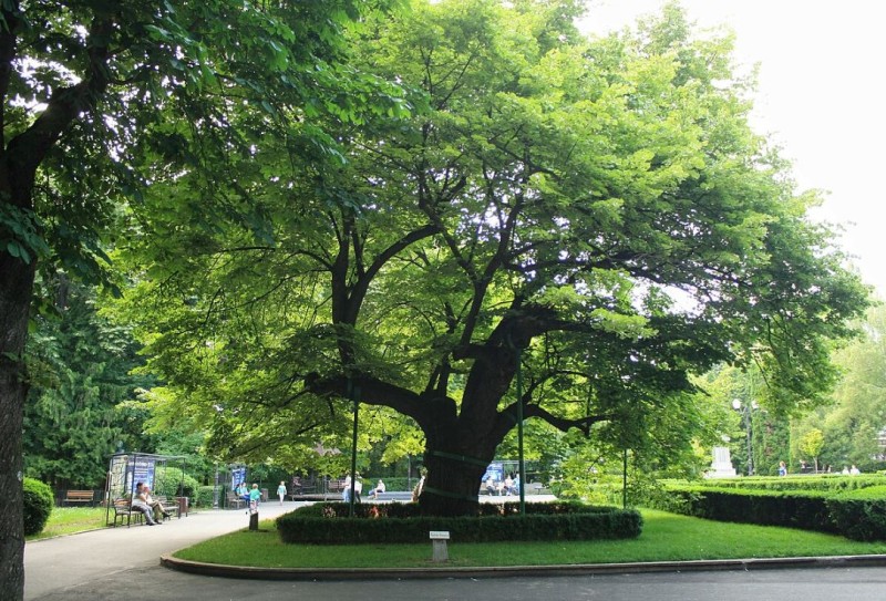 Teiul lui Eminescu, fenomenul care sfidează timpul și un miracol ”cum nu s-a mai văzut”! - FOTO, VIDEO