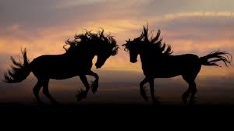 VERSURI DIN STRADĂ: Aleargă caii iubirii. De Fănică Bulgariu