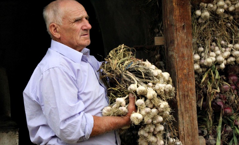 Veste bună pentru cultivatorii de usturoi de la Copălău: Vor primi și în acest an un sprijin de 3.000 euro pe hectar