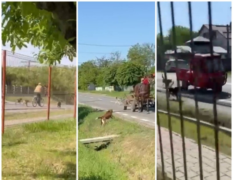 VIDEO „Agenții” canini dintr-o comună botoșăneană. Primarul: „Toți banii se duc la câini și la gunoi”
