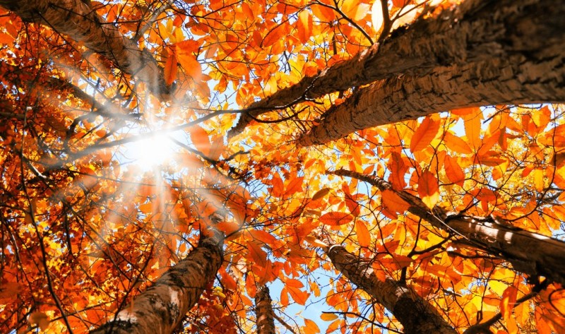 Vreme neobișnuită la început de noiembrie. Prognoza ANM pentru weekend și începutul săptămânii viitoare!